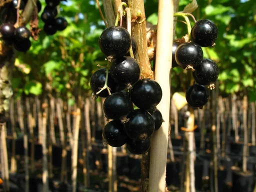 "Black currant "Bona" bush, in a 3.5L container image"
