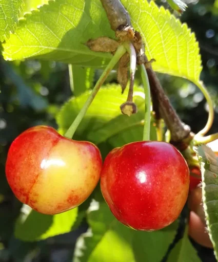 "Sweet cherry "Querfurter Königskirsche" bush, in 10L container, juicy and sweet image"