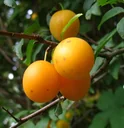 Mirabelle "Mirabelle v. Pillnitz" bush, in a 10L container, sweet and aromatic