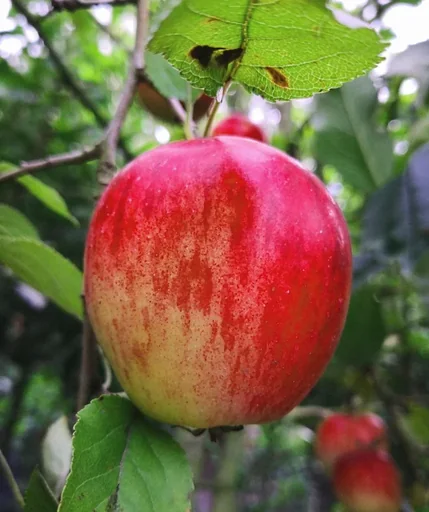"Apple "Red Star Reinette" bush, in a 10L container image"