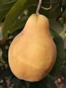 Quince "Vranja Pear Quince" bush, 10L container