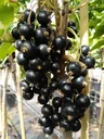 Black currant "Titania" standard tree, in a 4L container
