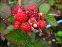 Brombeere "Dorman Red", 3,5L-Container