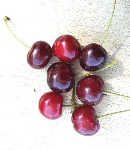 "Sour cherry "Vowi-s-" half-stem, in a 10L container, very juicy, high acidity image"