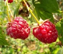 Himbeere "Autumn First", 3,5L-Container