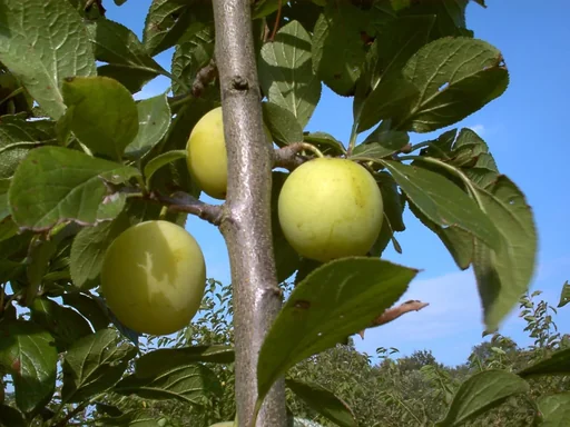 "Plum "Oullins Reneclode" bush, in 10L container, juicy, sweet, mildly spiced image"
