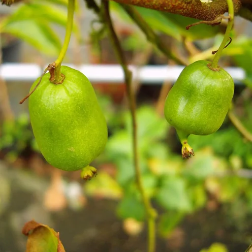 "Kiwi "Bayernkiwi female", 3.5L container image"