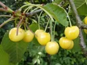 Sweet cherry "Dönissens Gelbe Knorperlkirsche" half-standard, in a 10L container, juicy and sweet