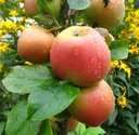 Apple "Goldparmäne" half-standard, in a 10L container