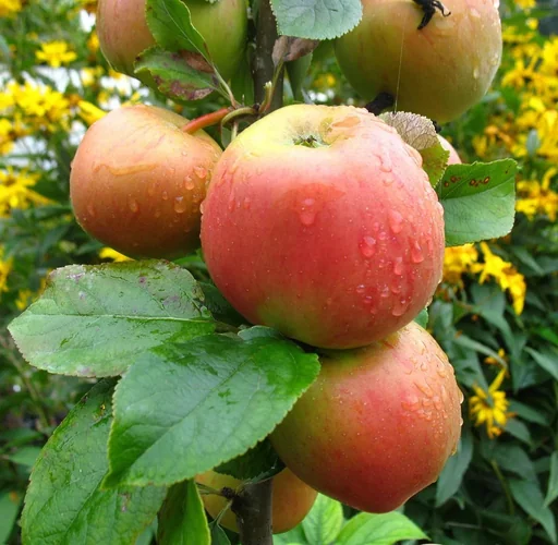 "Apple "Goldparmäne" half-standard, in a 10L container image"
