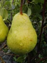 Pear "Williams Christ" bush, in 10L container, juicy-sweet flesh, nutmeg-like fine aroma