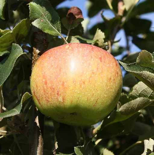 "Apple "Jonagold" half-standard, in a 10L container image"