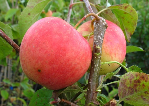 "Apple "Pinova" bush, in 10L container image"
