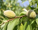 Almond "Säulenmandel Ferrgnes", 7.5L-Container