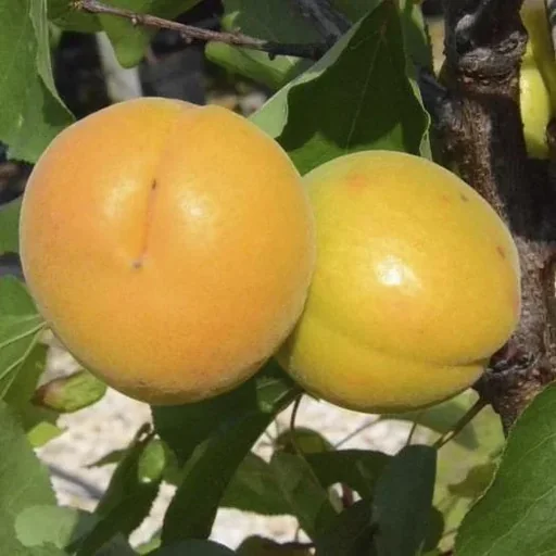"Apricot "Harlayne" half-standard, in a 10L container, firm flesh, sweet and aromatic, robust image"