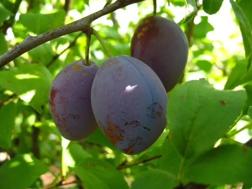 "Plum "Topfirst" bush, in a 10L container, very frost hardy, easy to stone image"