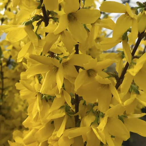 "Forsythia Week-End - Forsythia intermedia - 12 L Topf 100-125 cm image"