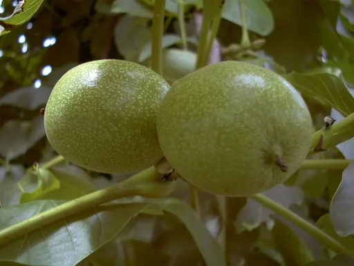 "Walnut "Esterhay II", 10L container, medium to large fruit image"