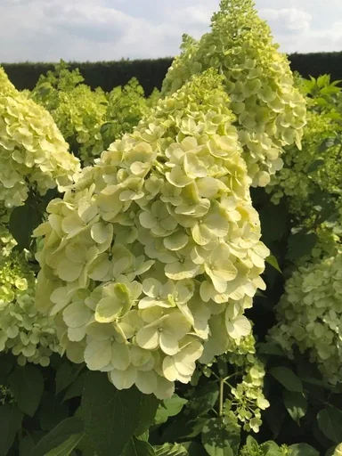 "Hydrangea paniculata Polar Bear - 12 L pot 80-100 cm image"