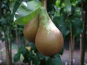 Pear "Conference" bush, in 10L container, juicy and sweet