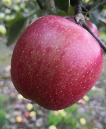 "Apple "Braeburn" bush, in a 10L container image"