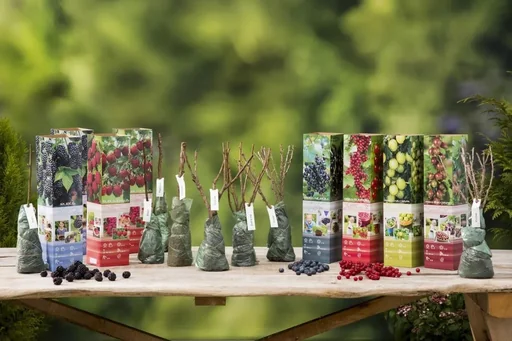 "Flower-up set with 8 fruit trees 30-40cm image"
