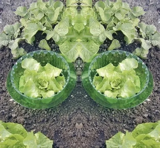"Plant collar and snail protection ring - 5 pieces image"