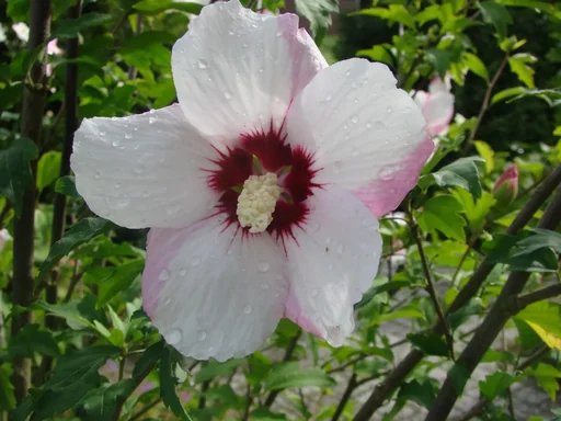 "Pinky Spot Hibiscus syriacus - 12 L pot 80-100 cm image"