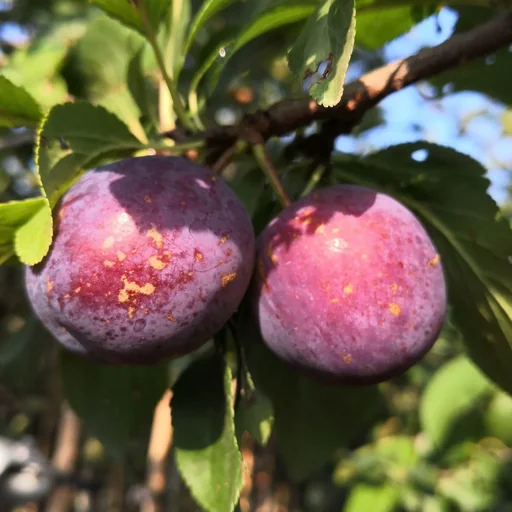 "Plum "Kirkespflaume" bush, in 10L container, very sweet and juicy image"